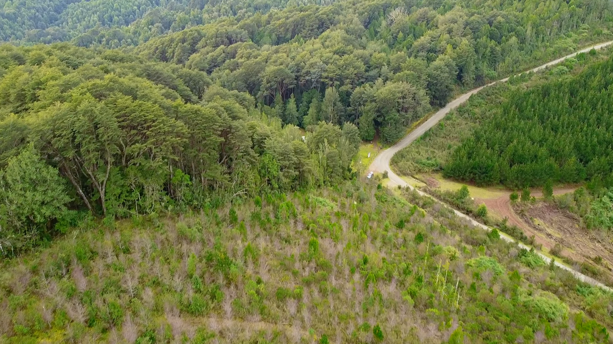 Scientists hiking a forest trail in Chile found a “giant” flatworm eating an invasive species in a first-of-its-kind sighting, a study said.