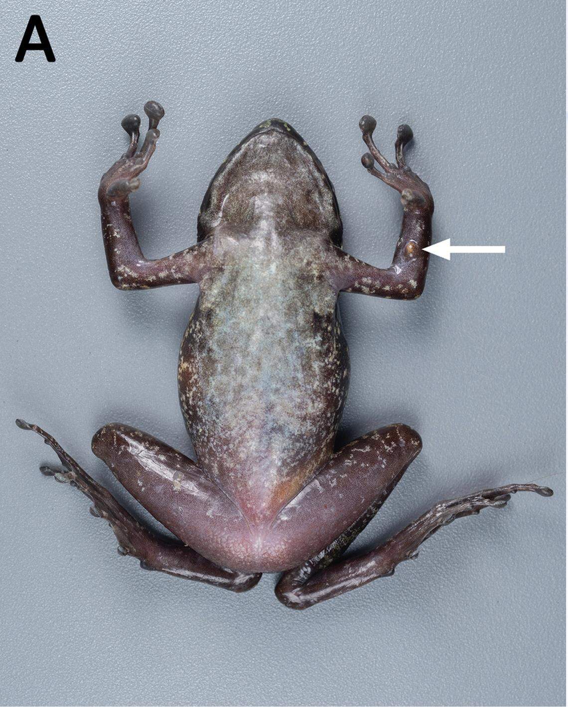 The underside of an Odorrana calciphila, or limestone odorous frog.