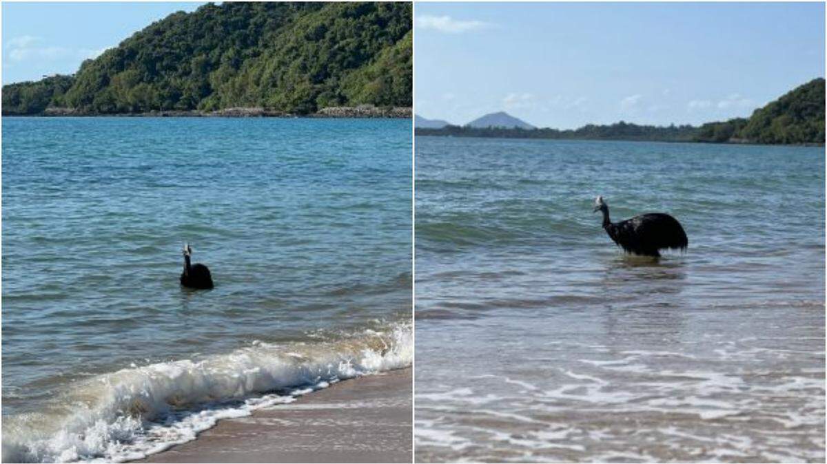 Shocked onlookers saw a cassowary, the “world’s most dangerous bird,” swimming at a campground in Queensland, a video shows and officials said.