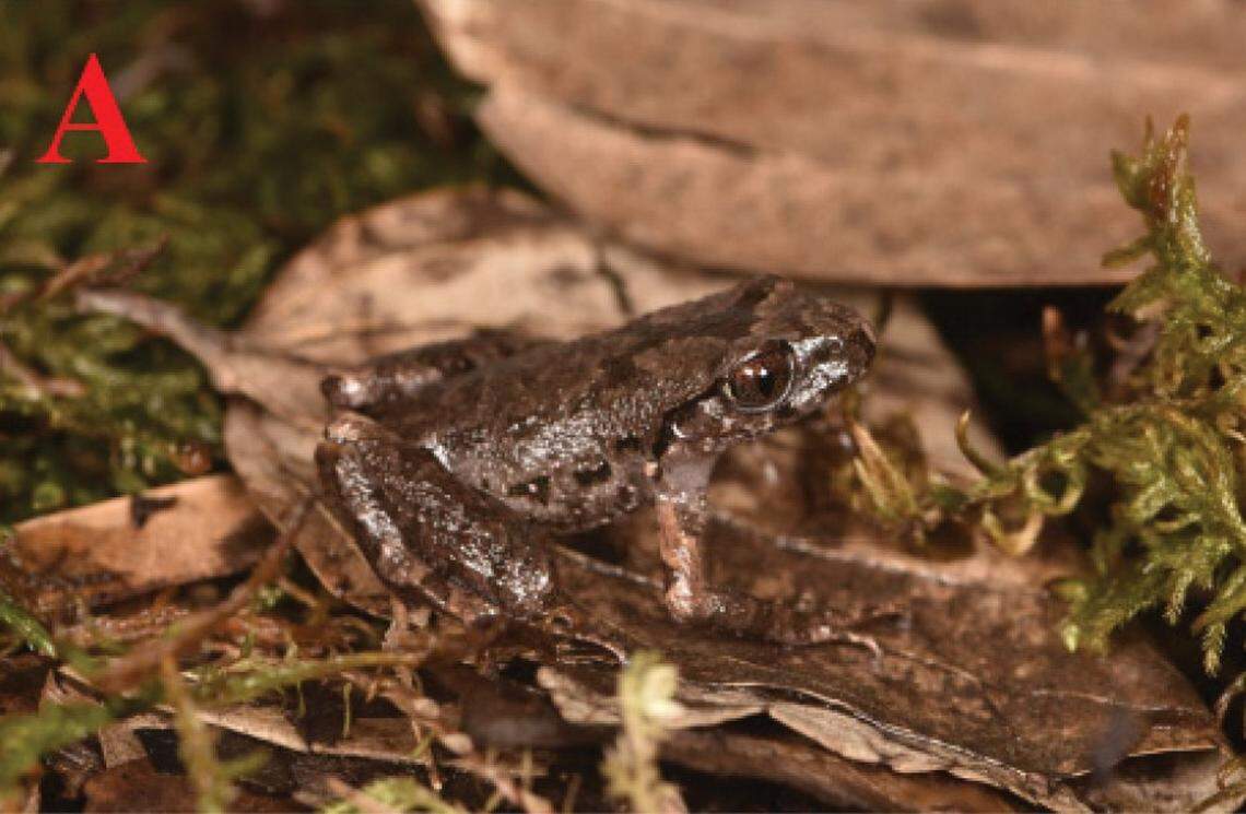 A Leptobrachella weixinensis, or Weixin leaf litter toad.