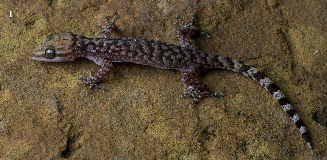 A Cyrtodactylus barailensis, or Barail Hills bent-toed gecko.