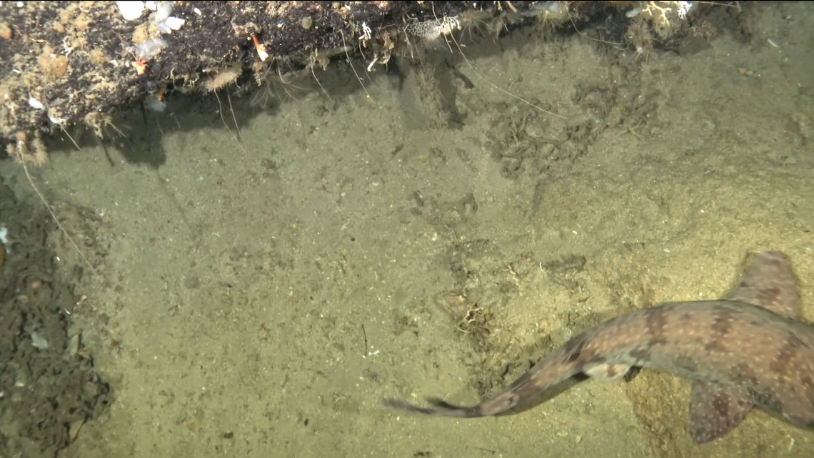 A painted swellshark, or Cephaloscyllium pictum, seen off the coast of Timor-Leste.