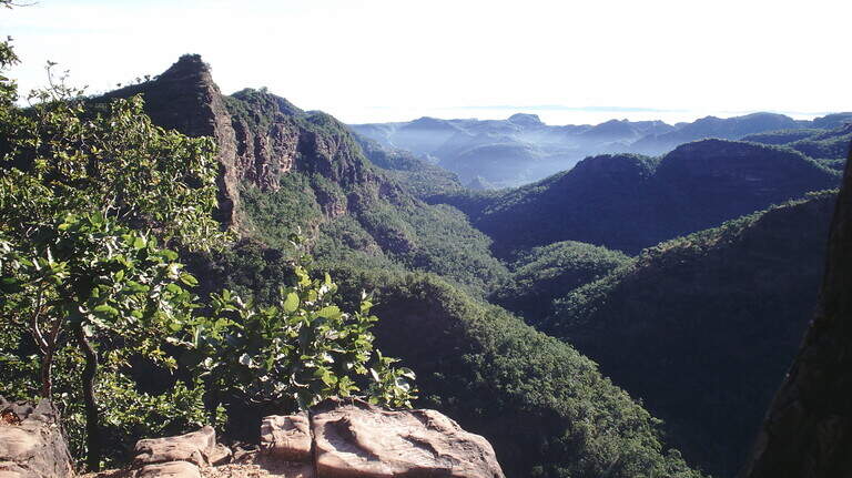 Creature with whisker-like organs found in ‘deep gorges’ in India is new species