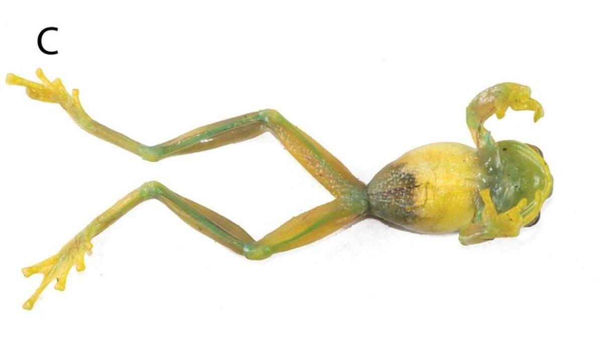 A Centrolene kutuku, or Kutukú glassfrog, as seen from below.