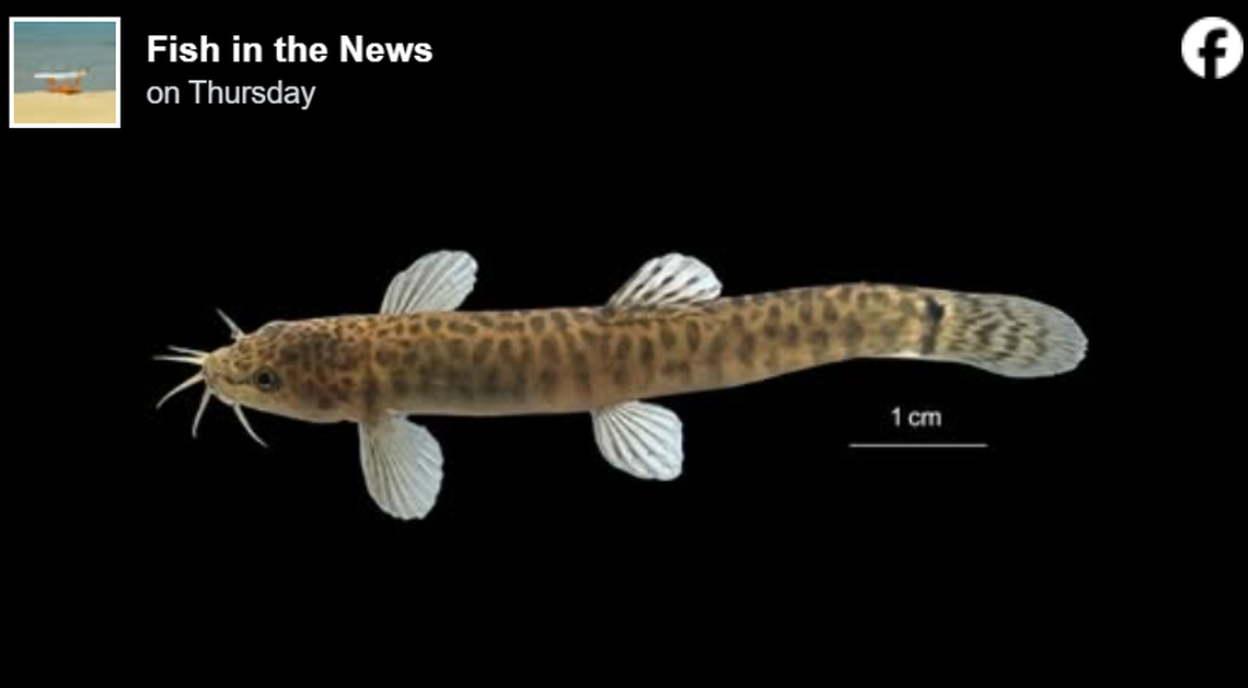 The new species has eight distinct segments on its top fin and long barbels, or whisker-like organs, which distinguish it from related species, according to the study.