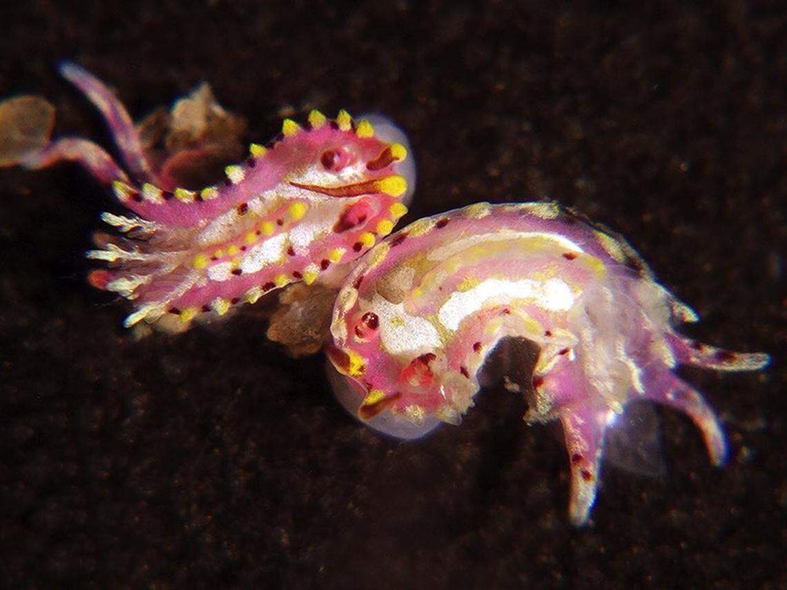 Two Naisdoris labalsaensis, or La Balsa sea slugs.