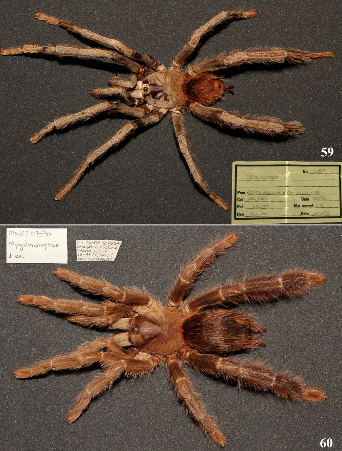 Arboriticus giganteus is the largest of the newly discovered tarantula species. It was found in the Brazilian state of Espírito Santo.