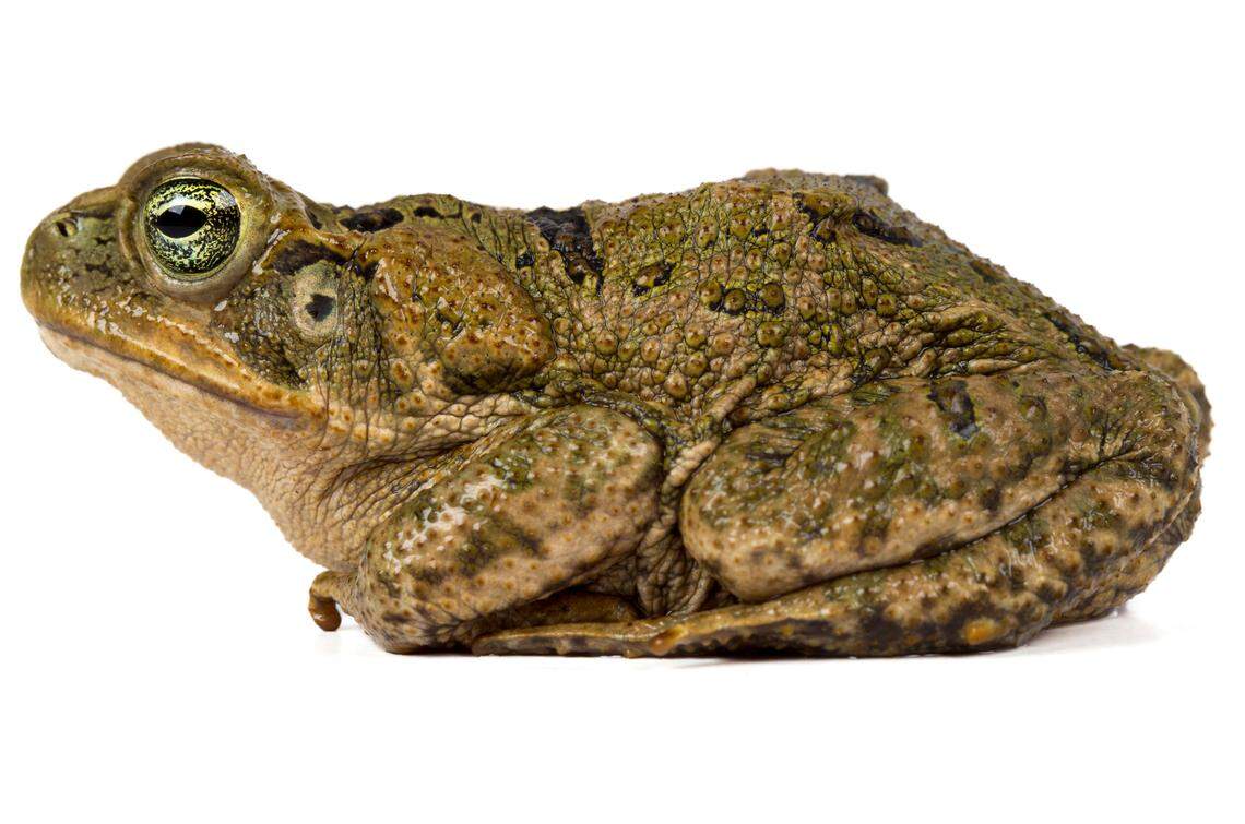 A Rhinella bella, or beautiful cane toad.