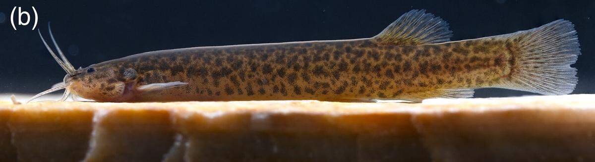 Another Ituglanis jussariensis, or Jussari catfish.
