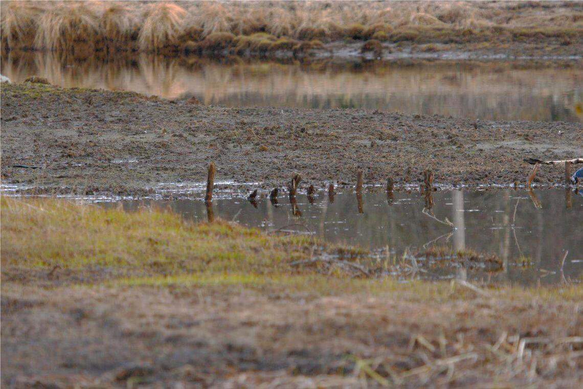 The 650-year-old fishing trap as seen during low water levels before it was excavated.