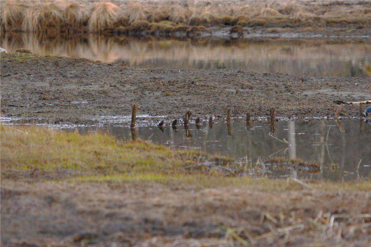 The 650-year-old fishing trap as seen during low water levels before it was excavated.