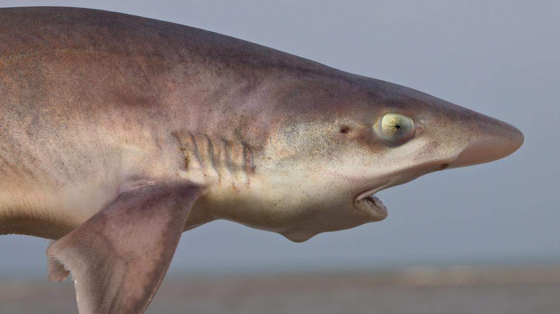 The common smooth-hound shark is listed as endangered. Solving the mysteries of its reproductive behaviors helps scientists learn how to keep the species alive.