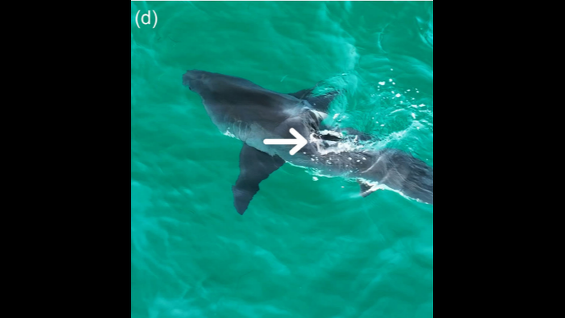 Drone observations show a previously unknown behavior in white sharks in which they rotate their first dorsal fin toward an object, possibly to investigate it, researchers said.
