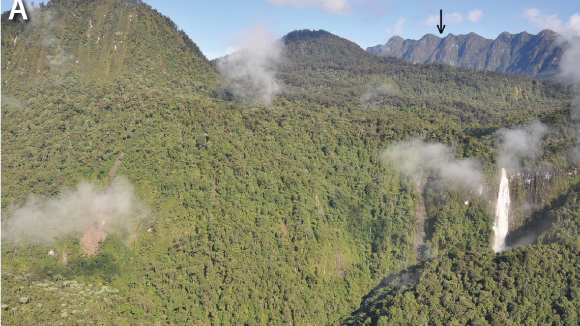 Researchers said the new species inhabits an extremely narrow range, confined to one section of alpine meadow on Mount Capella.