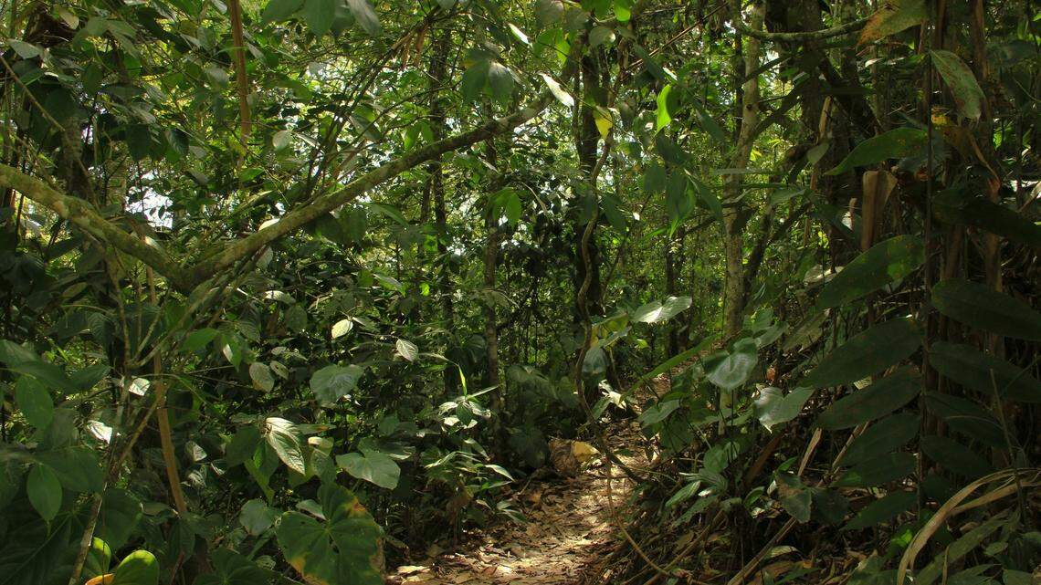 The species is critical to maintaining the health and balance of forest ecosystems, experts said.