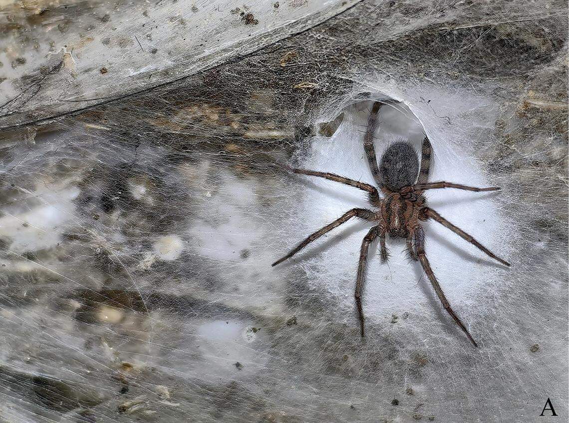 A Tegenaria domestica spider seen in the large web colony at Sulfur Cave.