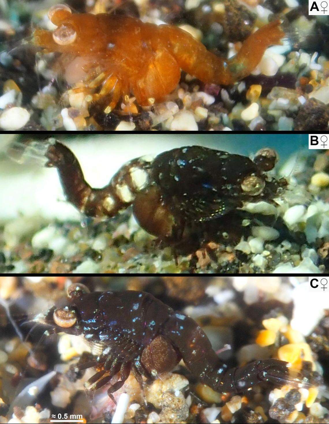 Adult Mysidopsis canariensis, or Canary Islands mysid shrimps.