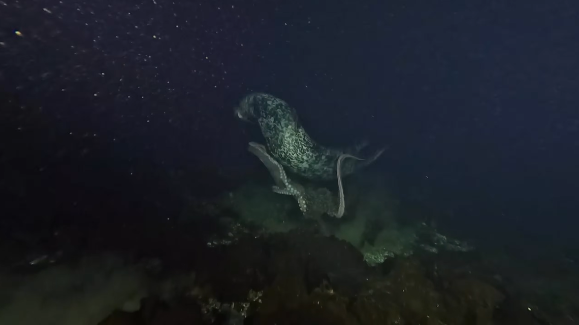 A scuba diver was stunned by the “rare” sight of a seal attacking a giant Pacific octopus off the coast of Vancouver Island, a video shows.