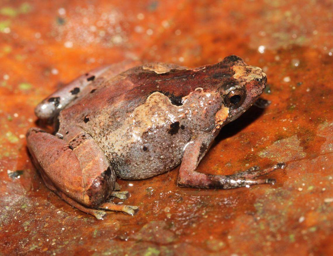 A Microhyla roedderi, or Roedder’s narrow-mouthed frog.