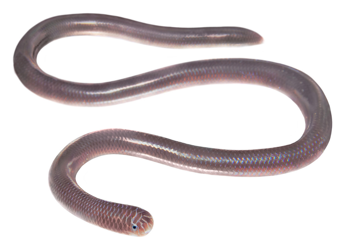 Indotyphlops braminus is able to create an entire population from a single snake through a unique reproductive process, researchers said.