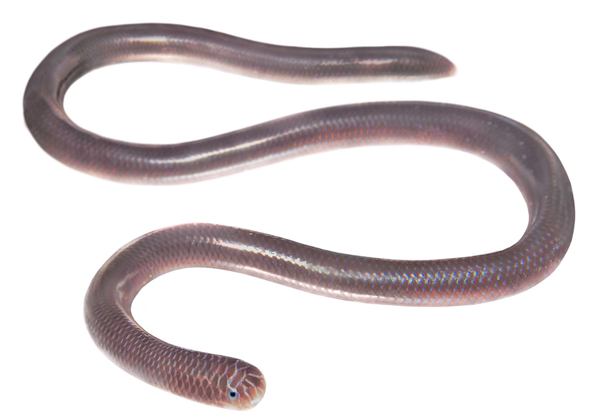 Indotyphlops braminus is able to create an entire population from a single snake through a unique reproductive process, researchers said.