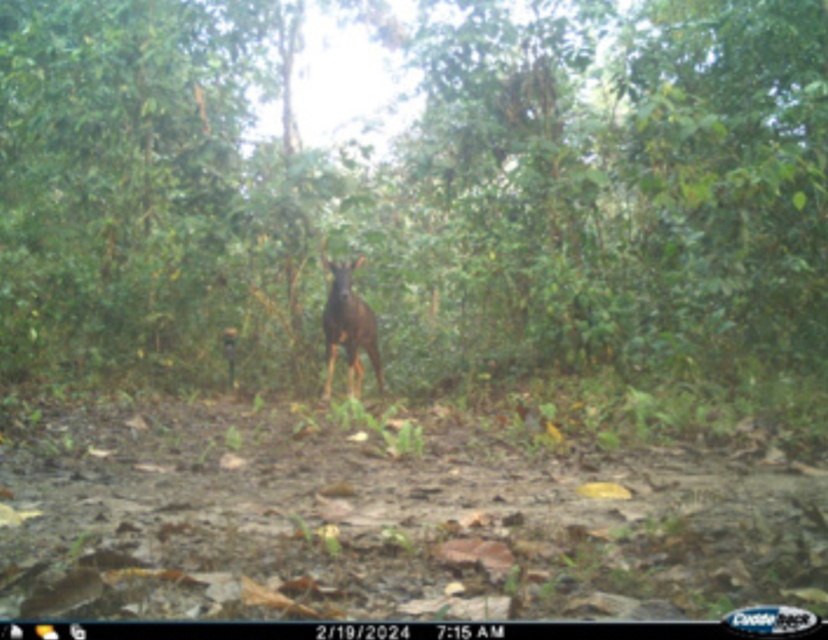 The Himalayan serow seen at a low elevation in Nameri National Park.
