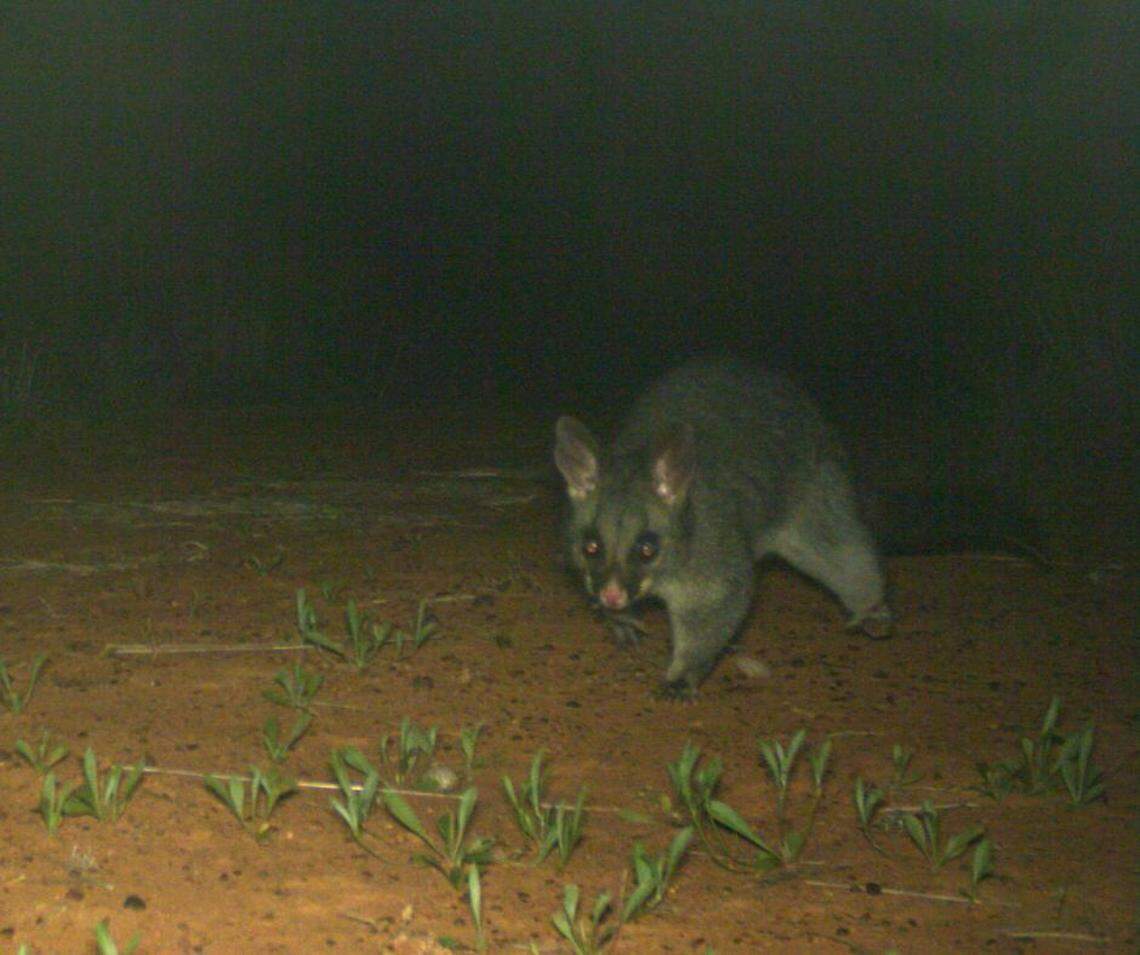 The brushtail possum seen on a trail camera at Bowra Sanctuary.