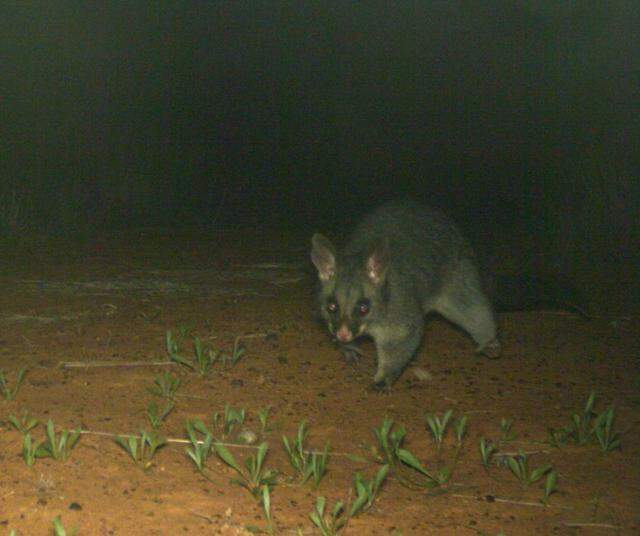 The brushtail possum seen on a trail camera at Bowra Sanctuary.