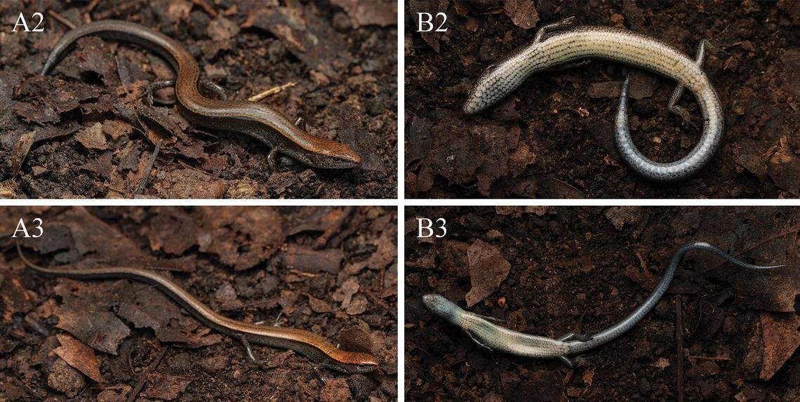 Several Scincella qianica, or Guizhou ground skinks, seen from above and below.