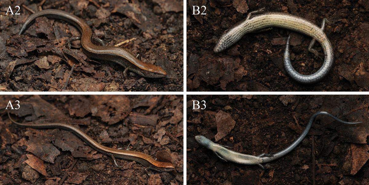 Several Scincella qianica, or Guizhou ground skinks, seen from above and below.
