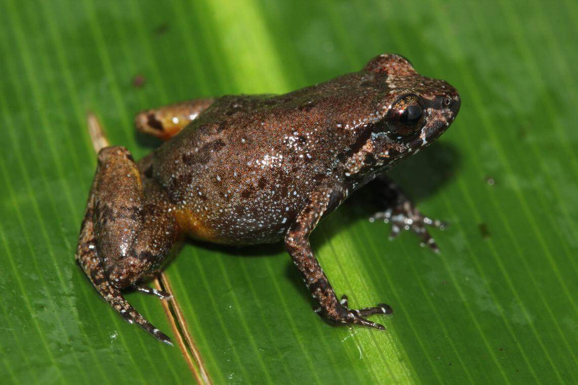 A Neblinaphryne imeri, or Imeri frog.