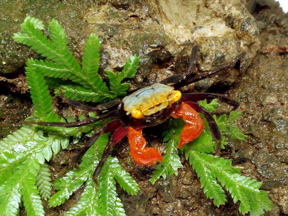 A Geosesarma nigripes, or black-legged vampire crab.