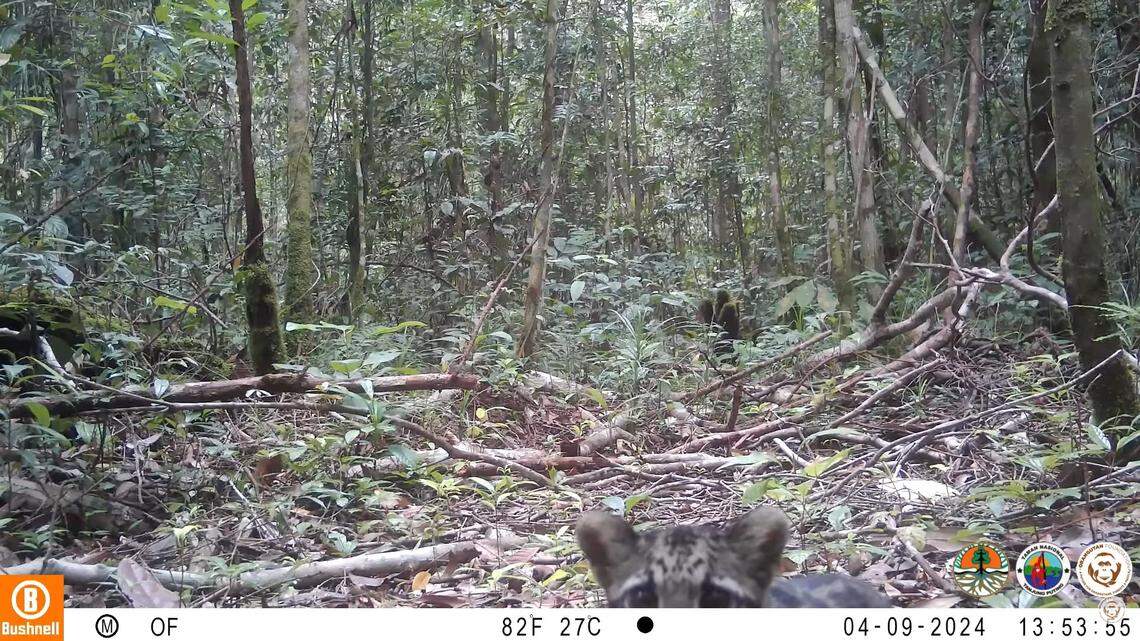 A trail camera at a national park in Indonesia filmed a “very rare,” first-of-its-kind sighting of a mother leopard and two cubs, a video shows.