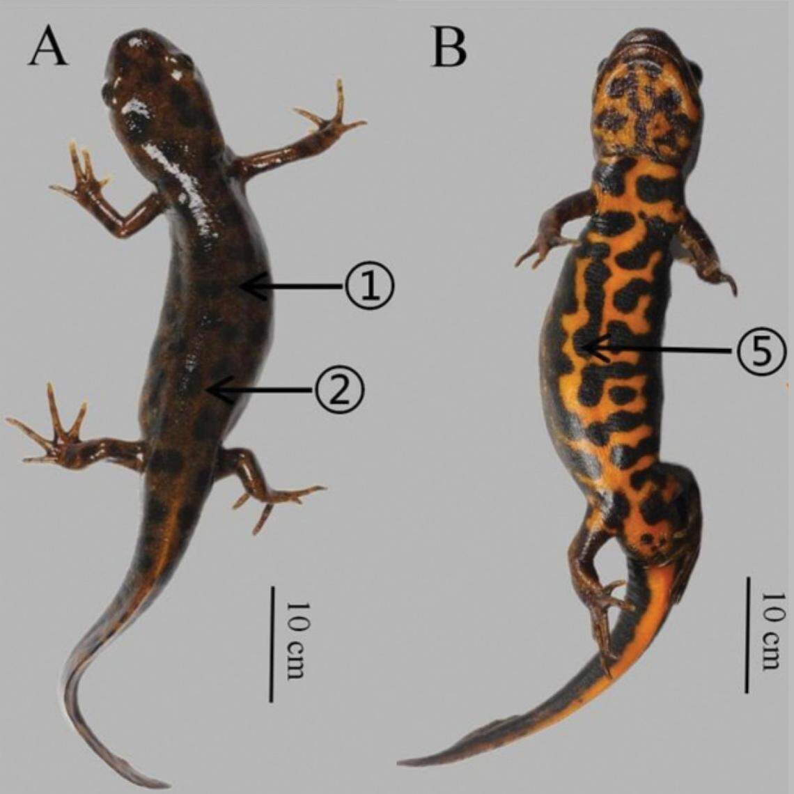 A Hypselotriton huanggangensis, or Huanggangshan fire-bellied newt, seen from above (A) and below (B).