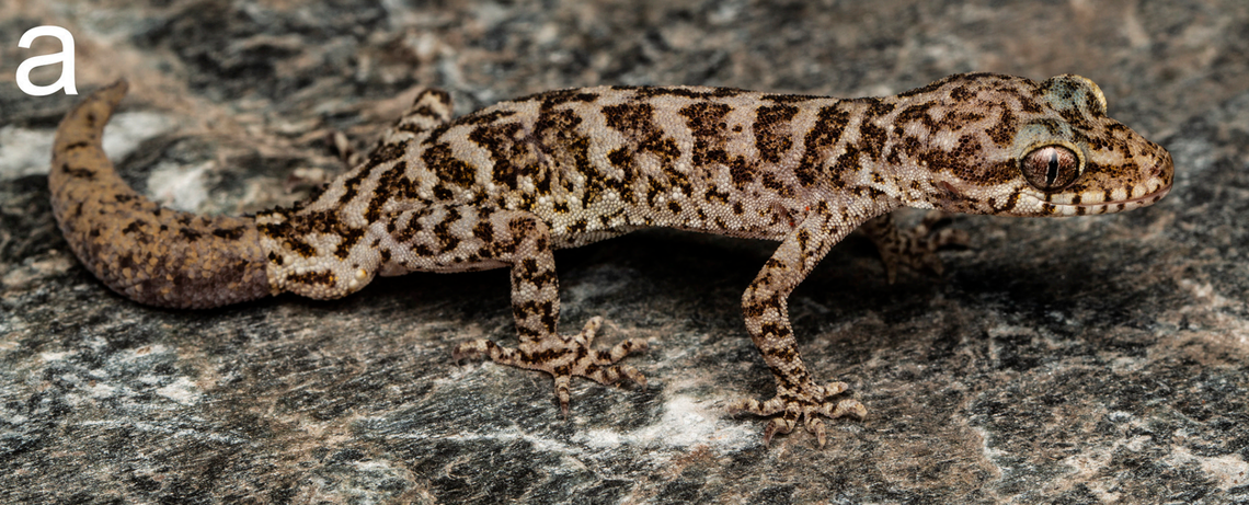 A male Cyrtodactylus himachalensis, or Himachal bent-toed gecko.