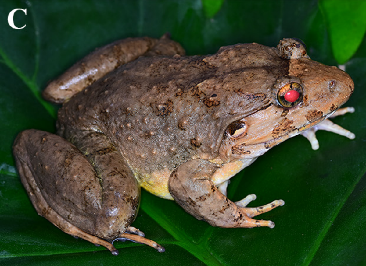 An adult Limnonectes splendissimus, or splendid fanged frog.