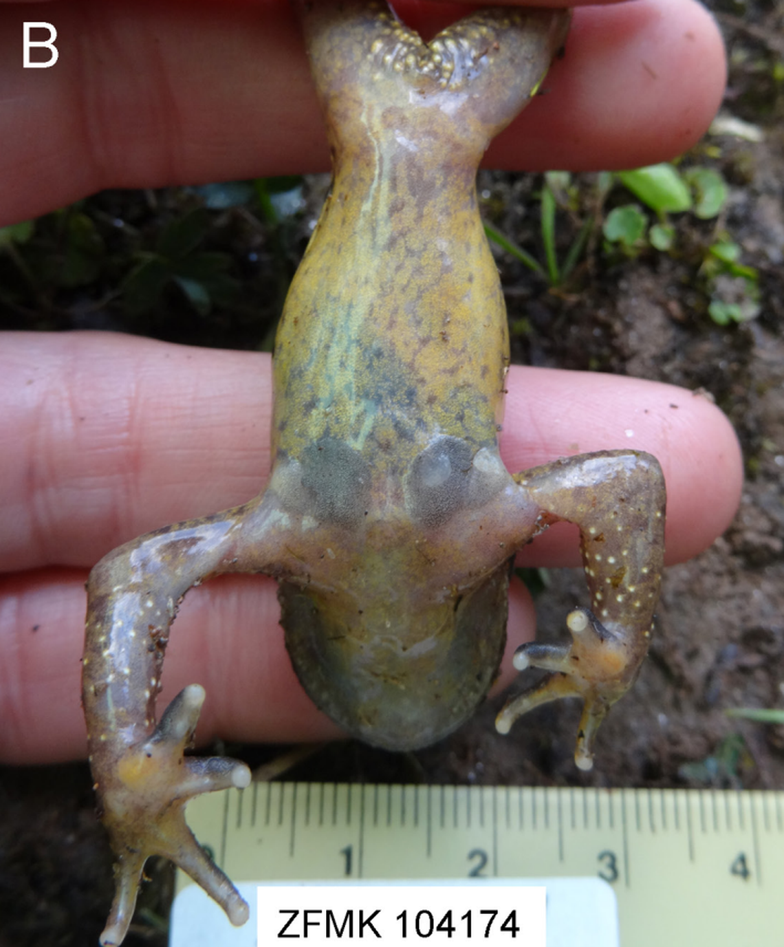 The underside of a Scutiger khumbu, or Khumbu Himal lazy toad.
