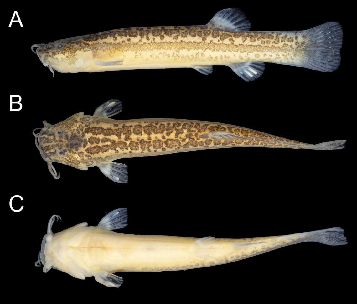 Several views of a preserved Cambeva galactica, or Milky Way catfish.