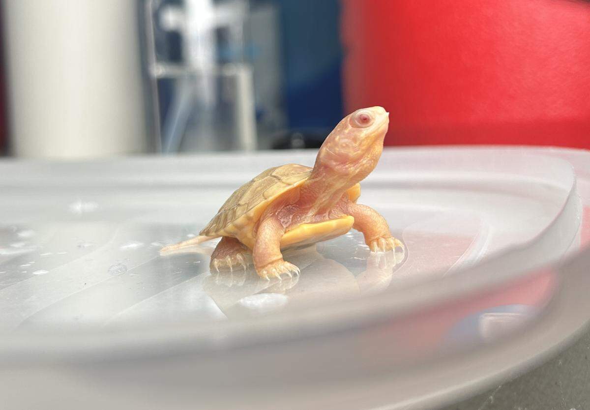 These two hatchlings are believed to be the first albino Blanding’s turtles recorded in Canada, experts said.