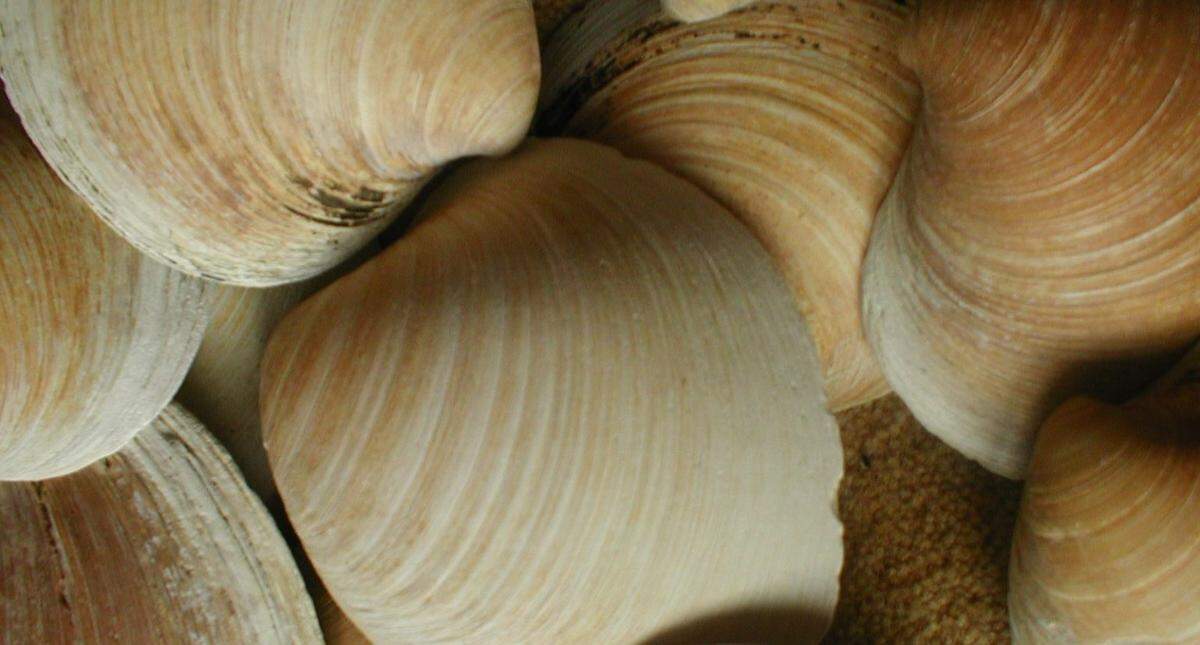 Layers on a quahog clamshell can tell a story of oceanic conditions over centuries, according to a study.
