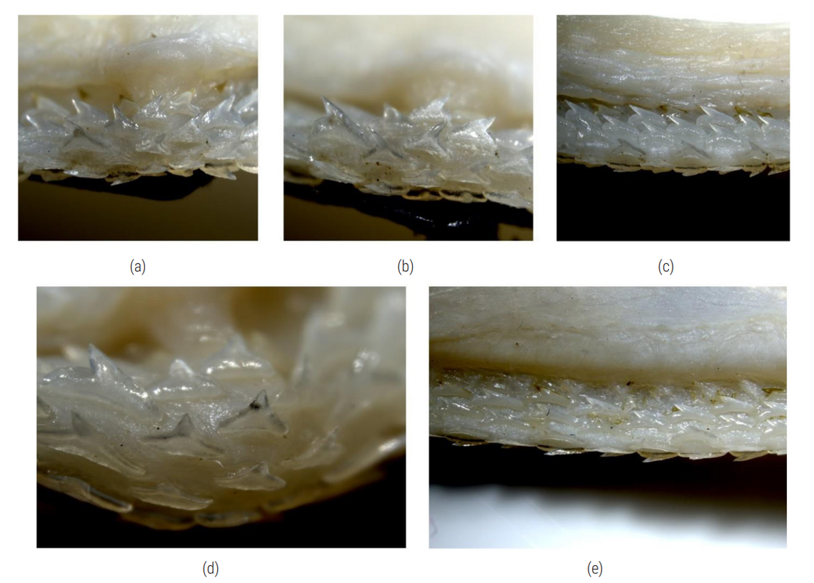 The teeth of several Iago gopalakrishnani, or Indian houndsharks.