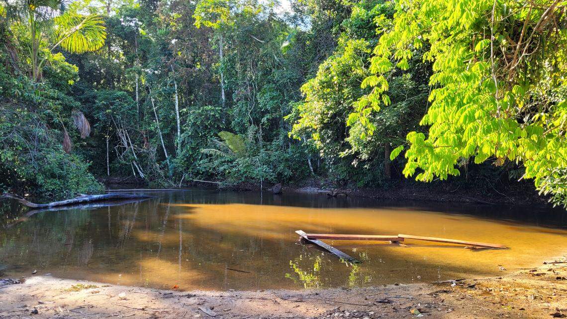 Scientists and fishermen in Brazil caught an “armored” river creature known to sting and discovered a new species, a study said.