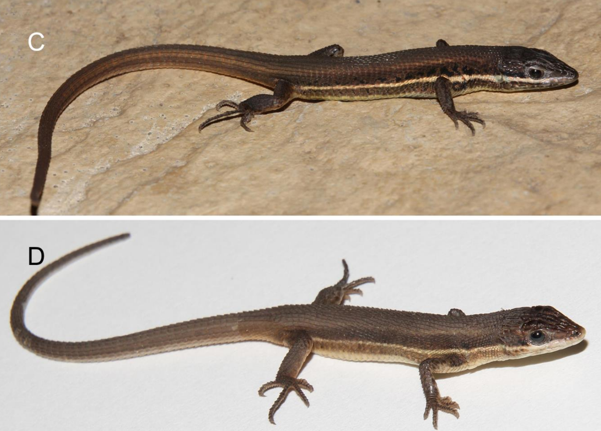 Female Ophisops venustus, or charming snake-eyed lizards.