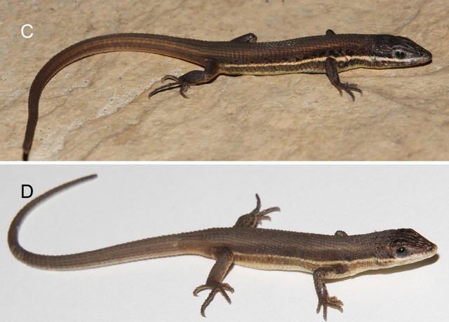 Female Ophisops venustus, or charming snake-eyed lizards.