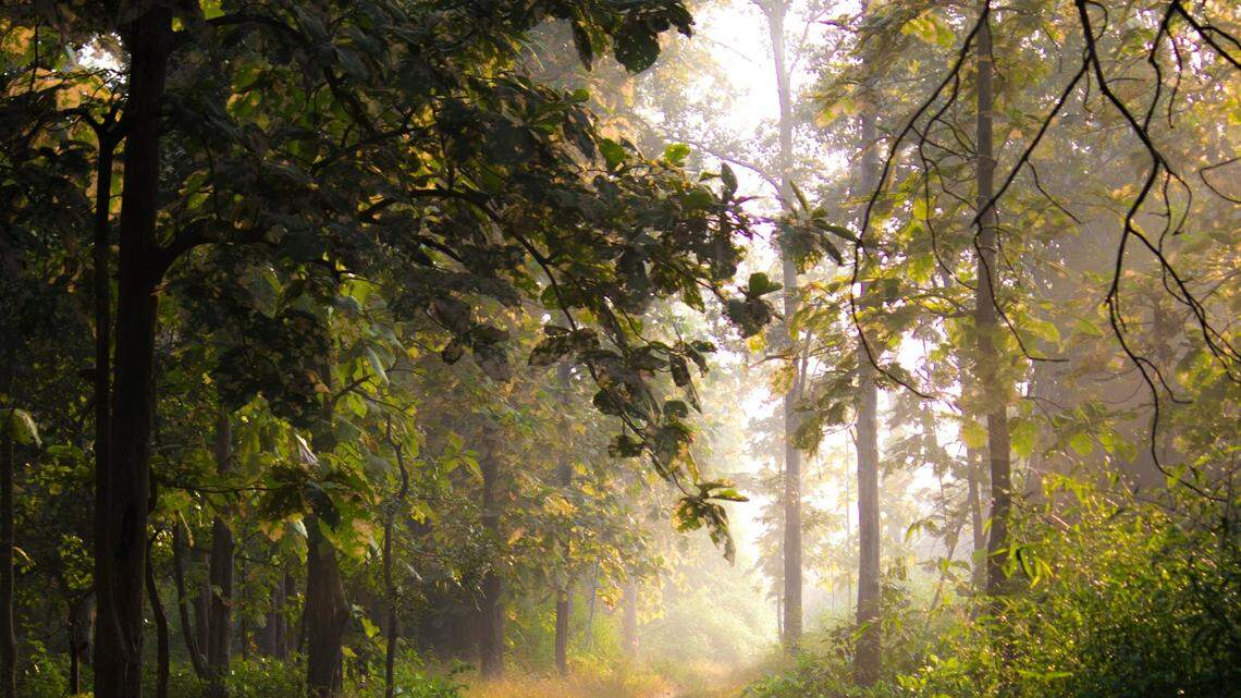 The species has an IUCN status of “Least Concern,” but it is given the highest protection in India.