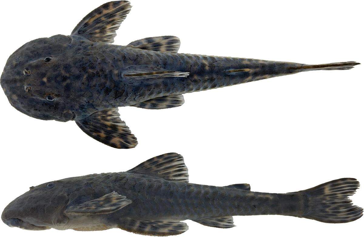 A Neoplecostomus altimontanus, or high mountain armored catfish, as seen from the side and above.