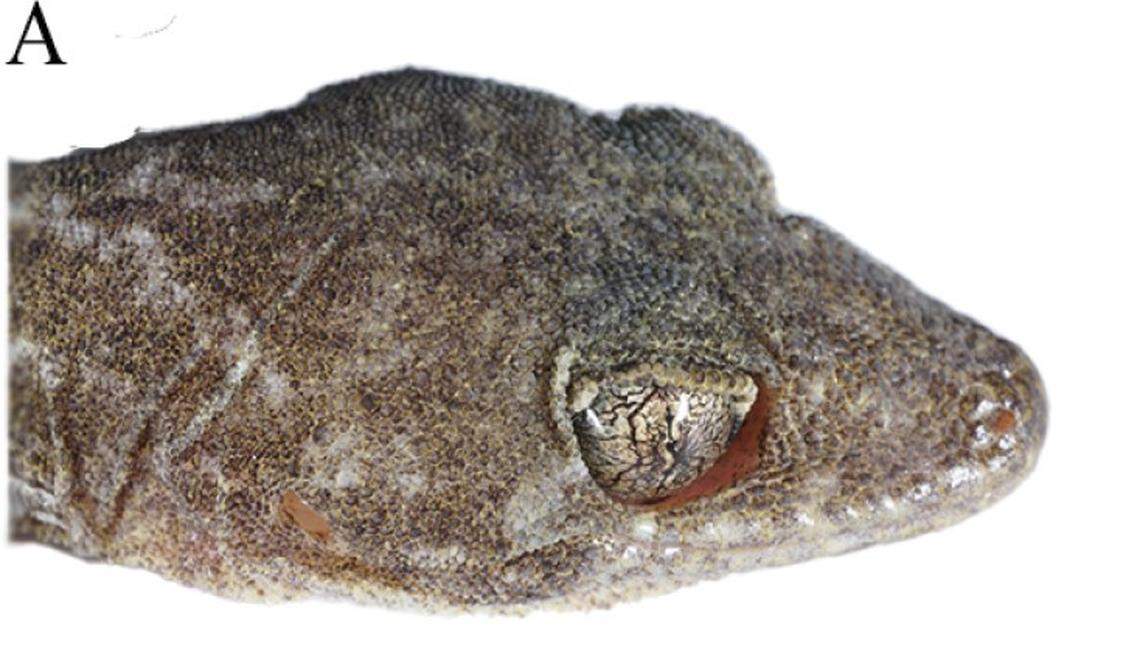 A close-up photo shows Gekko alpinus, or the alpine gecko.