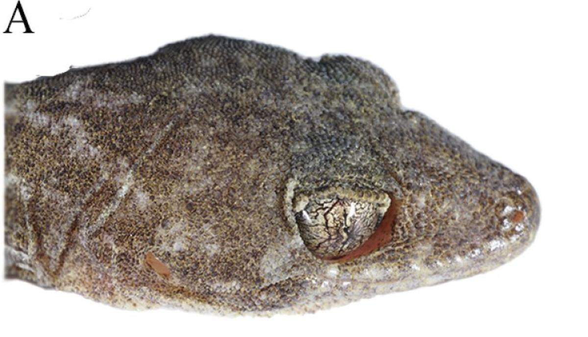 A close-up photo shows Gekko alpinus, or the alpine gecko.