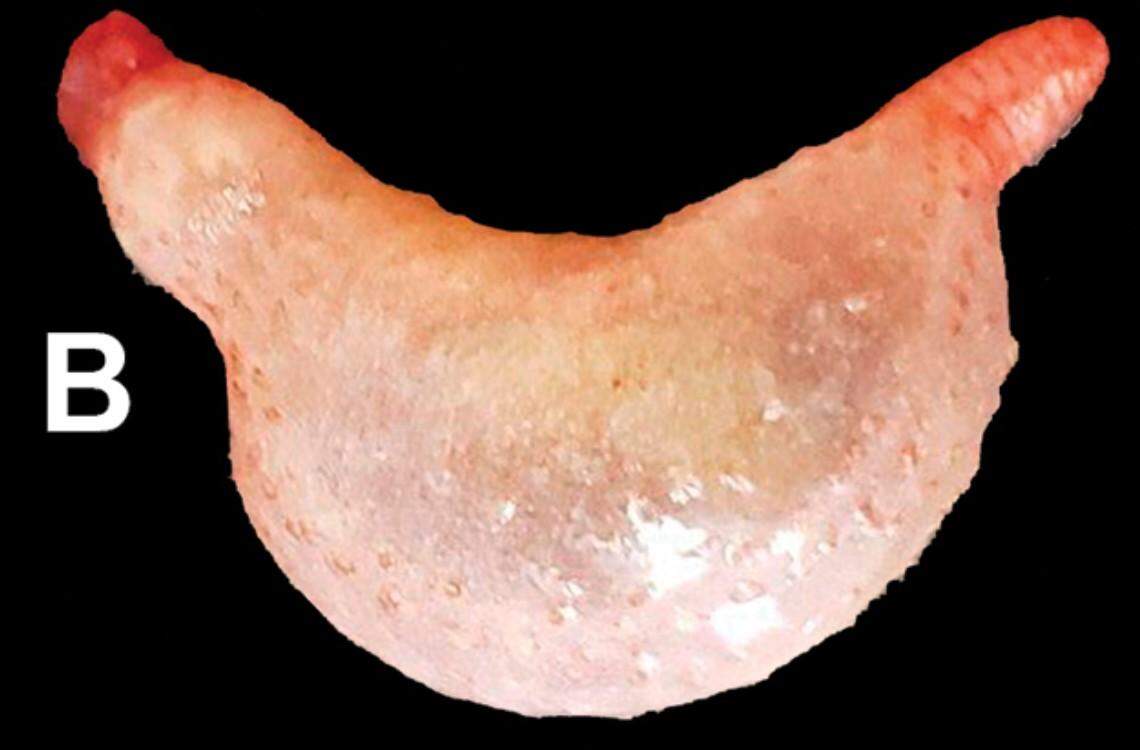 A Pseudothyone labradorensis, or Labrador sea cucumber.