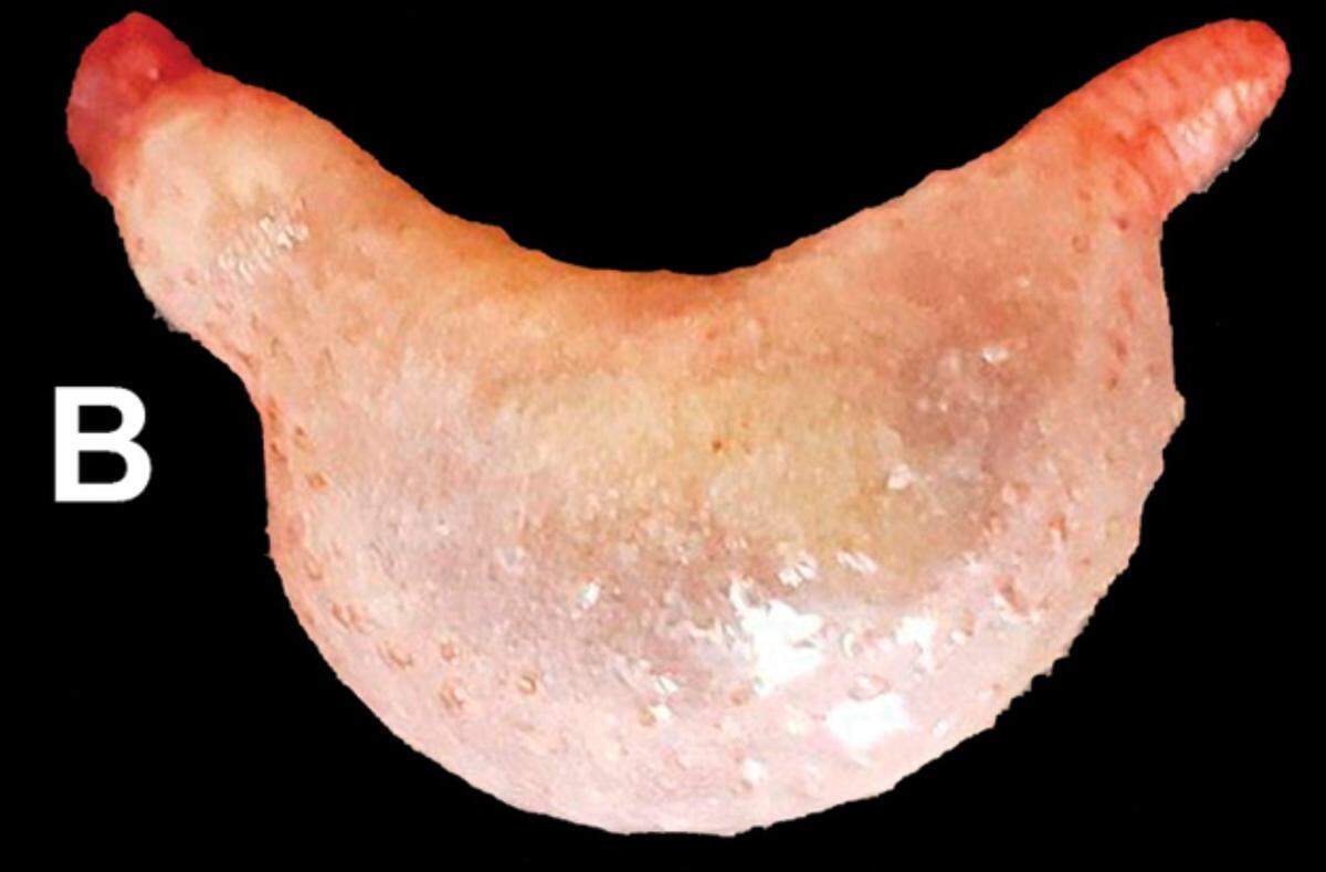 A Pseudothyone labradorensis, or Labrador sea cucumber.